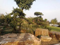 -鹅湖玫瑰文化园