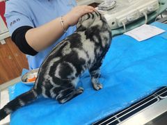-纳吉亚猫专科动物诊疗中心(蒋宅口分院)