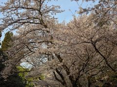 -武汉大学-樱园