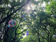 -上海共青森林公园