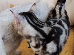 -PETKIT小佩宠物·低压洗护(国顺东路店)