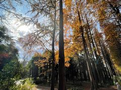 -上海滨江森林公园