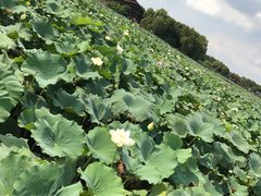 -荷塘月色湿地公园·向阳花洲
