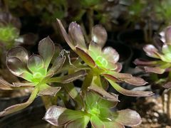 -鹿岛会员店 (龙湖三千集天街店)