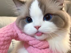 -喵百万·布偶·蓝金金渐层英短·猫舍(百子湾店)