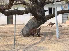 -秦皇岛野生动物园