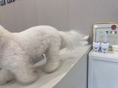 -瑞鹏宠物医院·骨科·猫科·内科(第一中心)