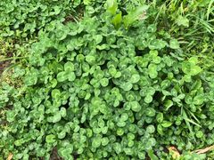 -西湖外事游船(花港观鱼码头)