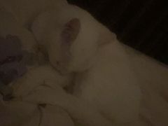 -宠福鑫康馨动物医院·骨科·眼科