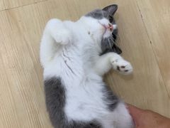-李小姐の猫咖啡馆(五角场店)