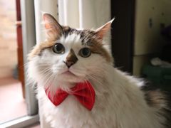 -彩虹桥宠物火化殡葬善终服务(金乐大厦店)