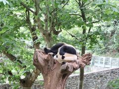 -都江堰中华大熊猫苑