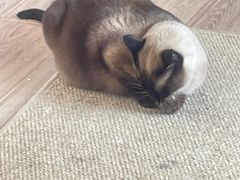 -有猫主题·治愈系猫咖(曾厝垵店)