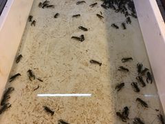 鲜活小龙虾-Golden Prawn 933