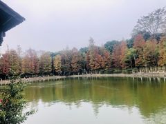 -金花茶公园