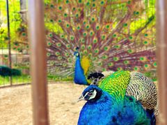 -西双版纳融创皇冠假日度假酒店