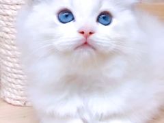 -十年猫舍·猫咪专门店(普陀店)