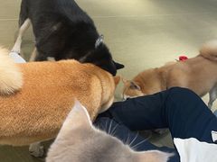-逗柴咖啡屋·狗咖猫咖宠物桌游