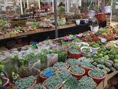 -龙大花卉苗木市场