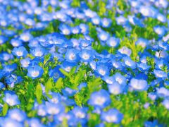 -上海辰山植物园