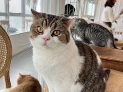 -共舞时光猫咖·狗咖(新街口店)