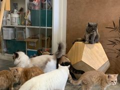 -楼上猫咖(罗湖店)