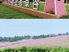 -大塘金香草谷