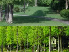 -亚龙湾国际玫瑰谷