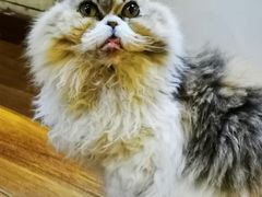 -猫小院猫主题餐厅(南锣旗舰店)