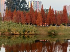 -眉山湿地公园(东坡区)
