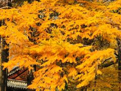 -青岛崂山太清宫