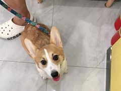 -瑞派·爱瑞可动物医院·口腔专科(广华新城分院)