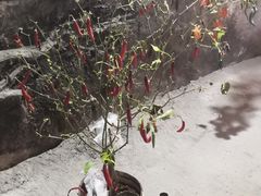 -仙蘑洞