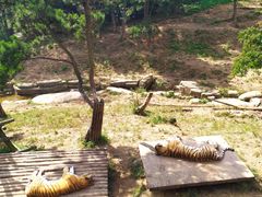 -大连森林动物园