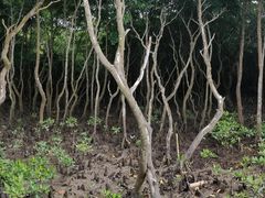 -东寨港红树林旅游区