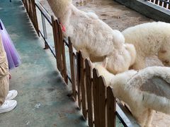 -泉州海丝野生动物世界