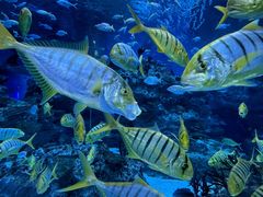 -海合安成都极地海洋公园