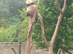 -卧龙中华大熊猫苑神树坪基地