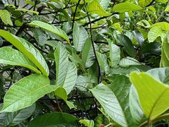 -深圳仙湖植物园