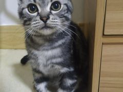 -瑞派康怡24h宠物医院·犬猫医疗中心·微创绝育(瑞景分院)