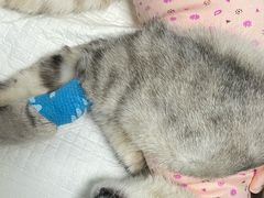 -纳吉亚猫专科动物诊疗中心(蒋宅口分院)