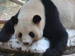 -广州长隆野生动物世界