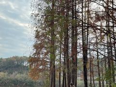 -青龙山国家森林公园