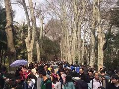 -武汉大学-樱园