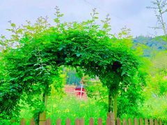 -桑洲油菜花景区