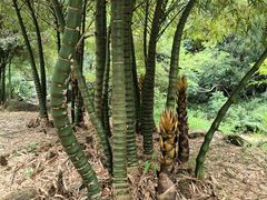 -广州白江湖森林公园