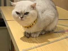 -绒爪撸猫下午茶·猫咖