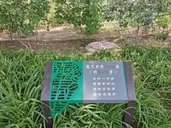 -大兴滨河森林公园