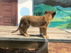 -大连森林动物园