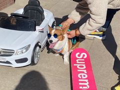 -超宠爱宠物摄影-Super pet